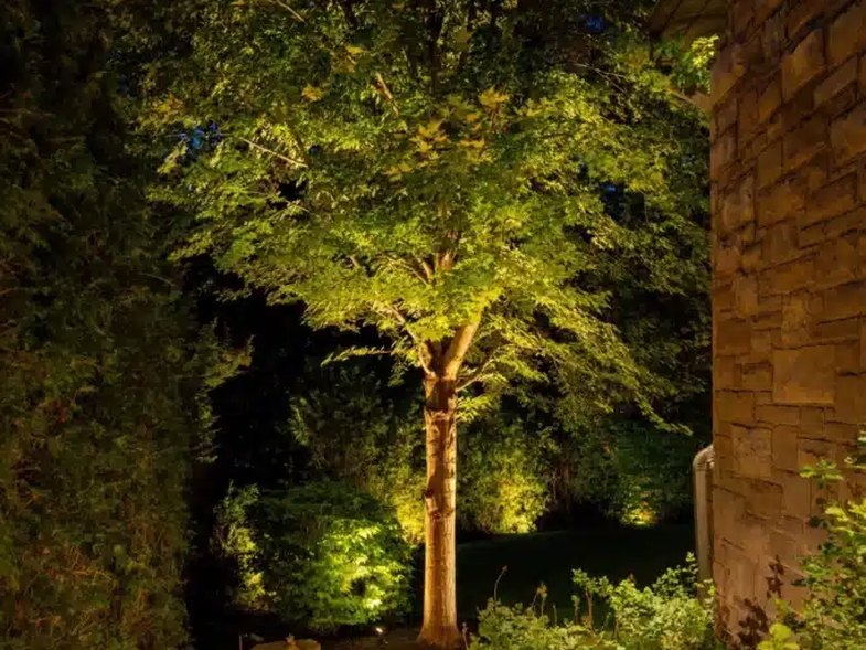 A mature tree cross-lit from several positions at night